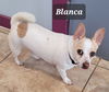 Blanca A650051
