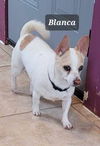 Blanca A650051