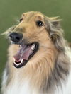 Lassie