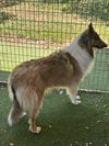 Lassie