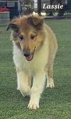 Lassie