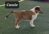 Cassie
