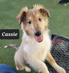 Cassie