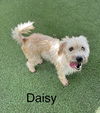 Daisy V