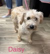 Daisy V