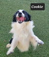Cookie