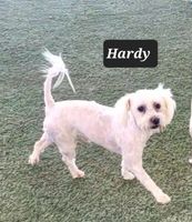 Hardy