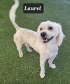 Laurel