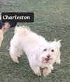 Charleston
