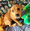 Peter