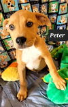 Peter
