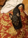 Lil Bear