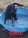 Lil Bear