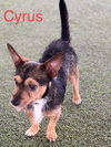 Cyrus