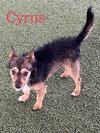Cyrus