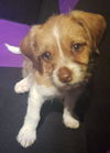 Gizmo