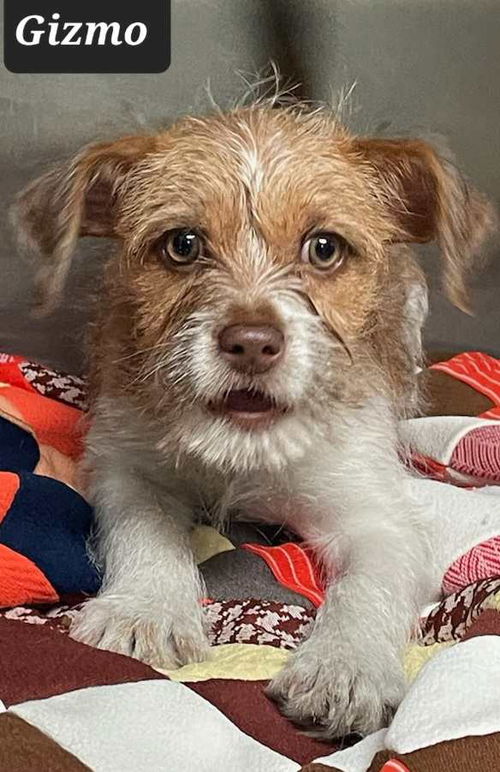 Gizmo