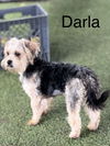 Darla