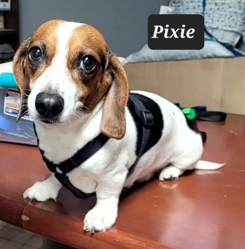 Pixie