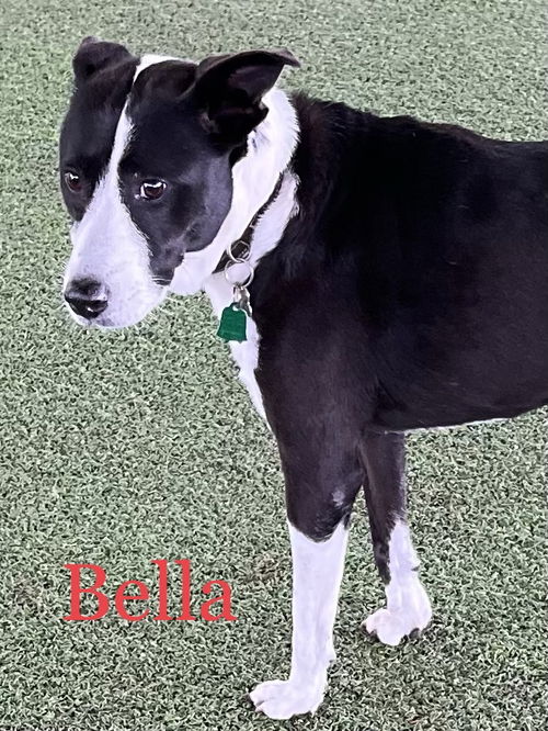 Bella