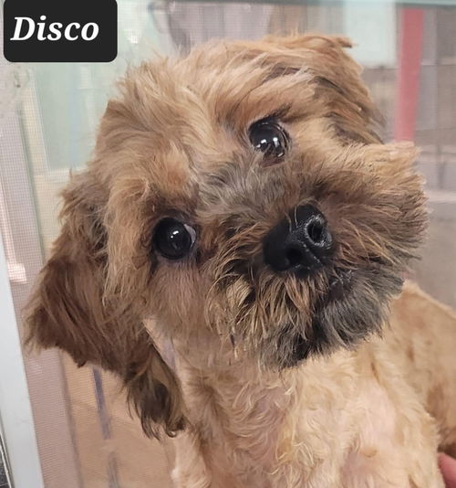 Disco