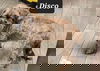 Disco