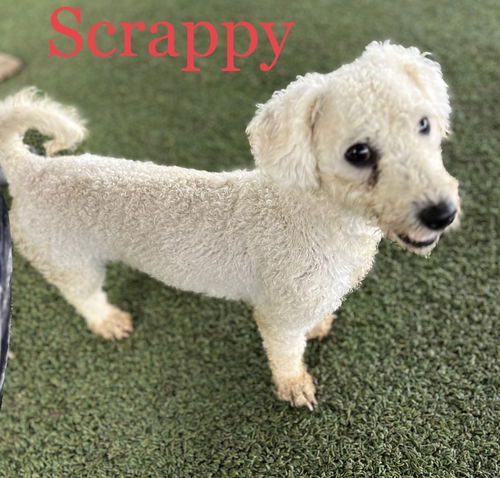 Scrappy