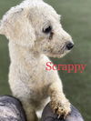 Scrappy