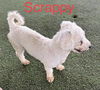 Scrappy