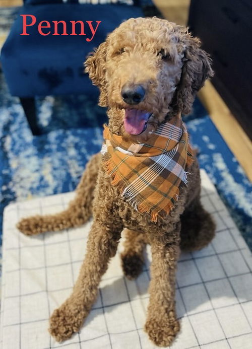 Penny