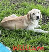 William