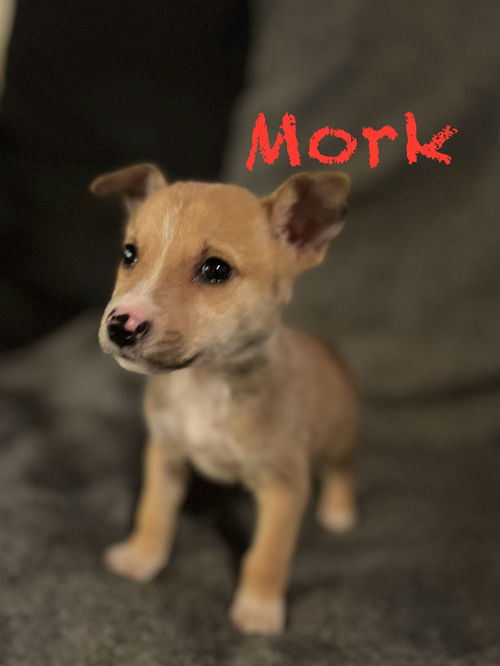 Mork