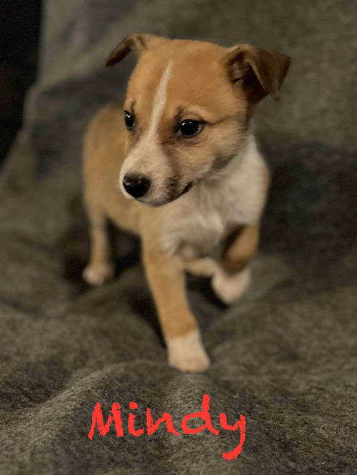 Mindy
