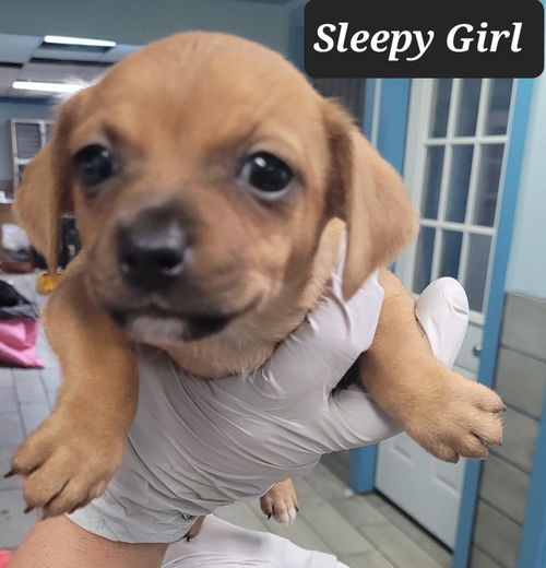Sleepy