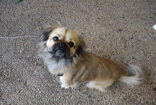 Chico
