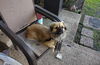 Chico