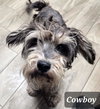 Cowboy