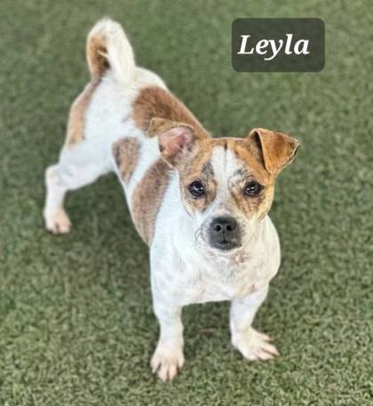 Leyla