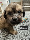 Daron