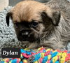 Dylan