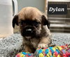 Dylan