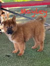 Mayley