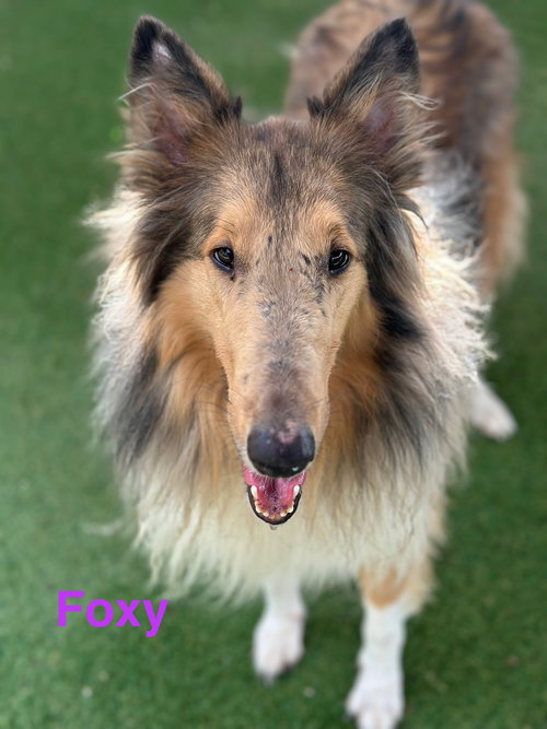 Foxy