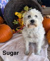 Sugar