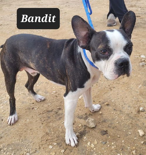 Bandit