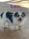 Dan