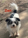 Dan