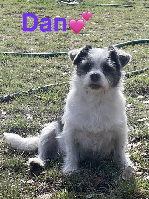 Dan
