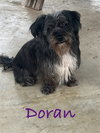 Doran