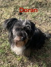 Doran